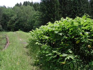 Photo By: Stephen M. Young. Photo taken: Chenango County, NY on 30 June 2004